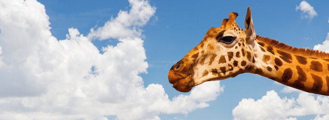giraffe head over blue sky and clouds background