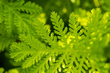 Beautiful green fresh leaves growing in the garden. Summertime closeup. Shallow depth of field photo.