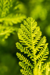 Beautiful green fresh leaves growing in the garden. Summertime closeup. Shallow depth of field photo.