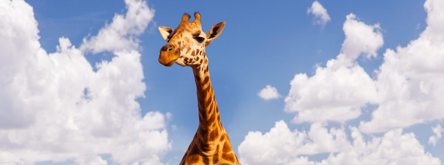 giraffe head over blue sky and clouds background
