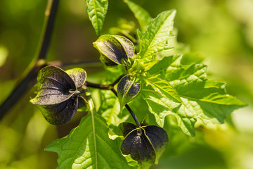 Growing chinese lantern flowers in the garden. Purple black glowers. Shallow depth of field photo.