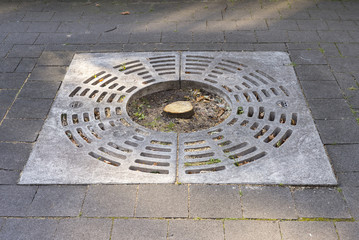 Abges&auml;gter Stra&szlig;enbaum