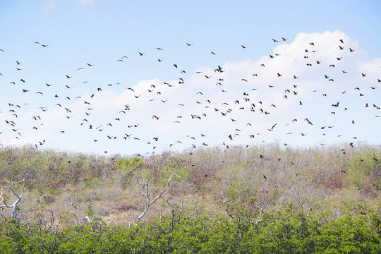 Swarm of giant black bats in the sky flying somewhere else to get food during the day in Flores, Indonesia