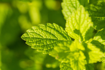 A beautiful fresh mint growing in the summer garden. Ingredient for a refreshing tea. Shallow depth of field closeup macro photo of leaves.