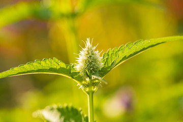A beautiful fresh mint growing in the summer garden. Ingredient for a refreshing tea. Shallow depth of field closeup macro photo of leaves.