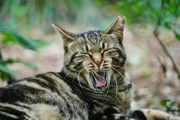 Obraz premium あくびをする猫