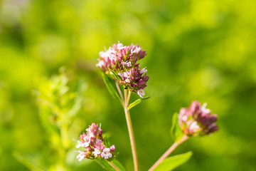 A beautiful oregano flowers in a garden ready for tea. Good spice for meat. Vibrant summer garden. Shallow depth of field closeup photo.