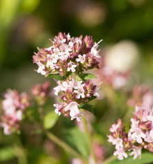 A beautiful oregano flowers in a garden ready for tea. Good spice for meat. Vibrant summer garden. Shallow depth of field closeup photo.