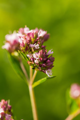 A beautiful oregano flowers in a garden ready for tea. Good spice for meat. Vibrant summer garden. Shallow depth of field closeup photo.