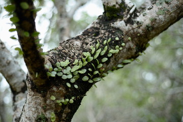 Obraz premium Pyrrosia piloselloides.selective focus and blurred background.