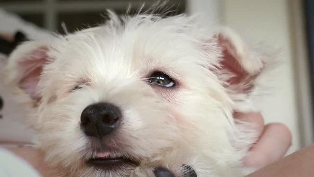 Portrait Shot of Young West Highland Puppy 