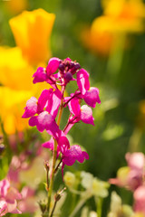 Beautiful ping flowers growing in the garden. Vibrant summer scenery. Shallow depth of field closeup macro photo.