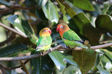 parrots