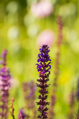 A beautiful purple salvia nemorosa flowers in a garden. Flower closeup. Shallow depth of field photo.