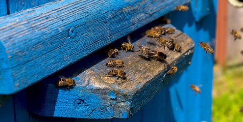Life of bees. Worker bees. The bees bring honey.