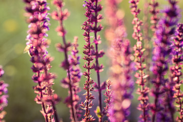 A beautiful purple salvia nemorosa flowers in a garden. Flower closeup. Shallow depth of field photo.