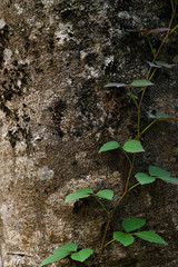 creeping plant on the tree
