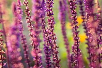 A beautiful purple salvia nemorosa flowers in a garden. Flower closeup. Shallow depth of field photo. - obrazy, fototapety, plakaty