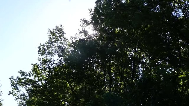Rays of the sun are reflected through the green foliage of trees. slow motion. 1920x1080. full hd.