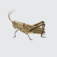 Grasshopper color brown. vector illustration.