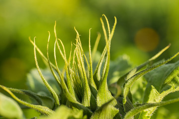 A beautiful green sunflower blossom ready to open in summer garden. Shallow depth of field closeup macro photo of a flower.