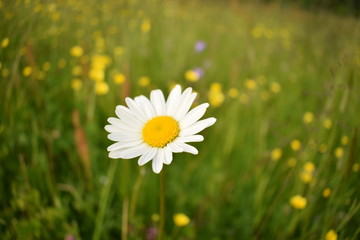 daisies in grass