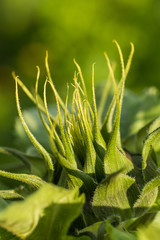 A beautiful green sunflower blossom ready to open in summer garden. Shallow depth of field closeup macro photo of a flower.