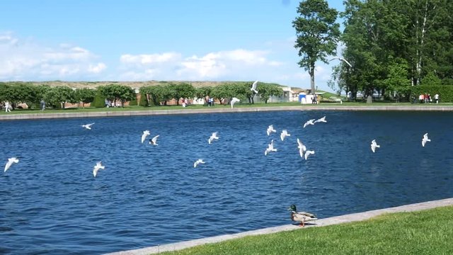 Large white seagulls fly from shore to water. slow motion. 1920x1080. full hd.