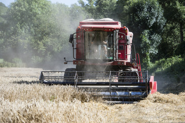 Fototapeta premium moissons à séverac d'aveyron