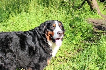 Bernese mountain Dog on a walk in the Park. Portrait of a Bernese mountain dog.