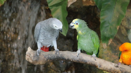 Two parrots look at each other.