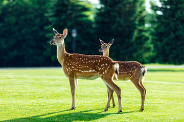 herd of beautiful young brown deer standing on green meadow in forest