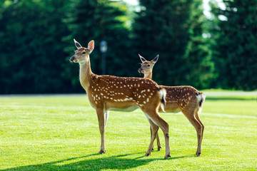 Naklejka na ściany i meble herd of beautiful young brown deer standing on green meadow in forest