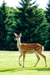 one beautiful young brown deer walking in green park