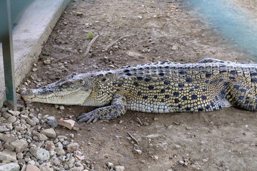 crocodiles