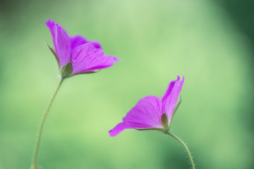 Fototapeta na wymiar beautiful pair of purple flowers on a gentle background.