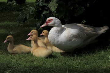 Entenfamilie mit süßen Küken, Muttertier bewacht aufmerksam ihre Jungen, Flugente 