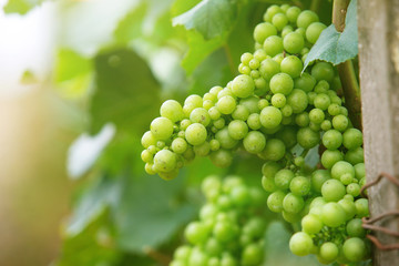 A bunch of green grapes on a bush
