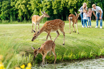happy young family with two children looking at brown deer grazing in park