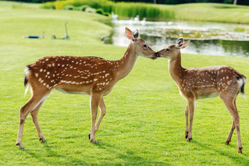 herd of beautiful young brown deer standing on green meadow in park