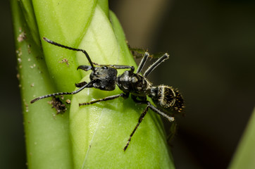Macro universo