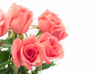 Close-up image of beautiful pink rose flower bouquet isolate on white background with copy space. Valentine day, love and wedding concept. Selective and soft focus.