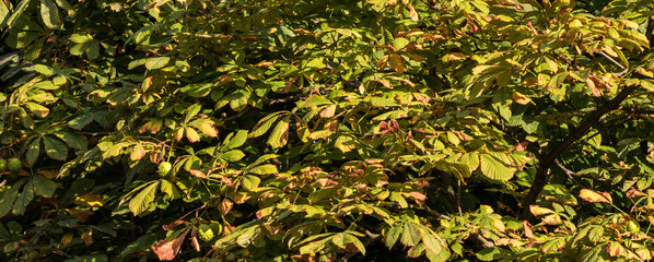 Kastanienblätter im Spätsommer