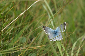 papillon bleu