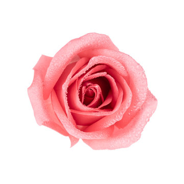 Top view image of beautiful pink rose flower with droplet isolate on white background. Valentine day, love and wedding concept.