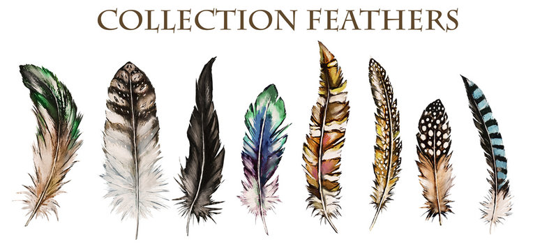 Watercolor collection of feathers. Illustration Isolated on white background. Feathers of different birds for decoration