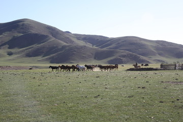 Mongolie