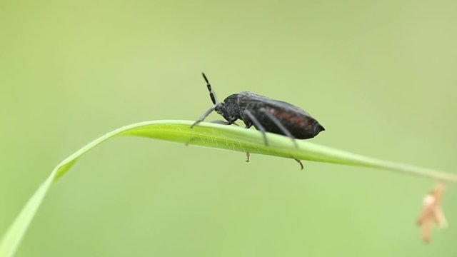 Insect on green grass in garden.