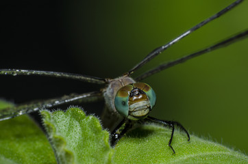 Linda libelula