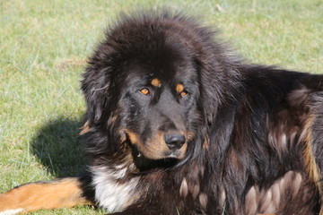Mongolie